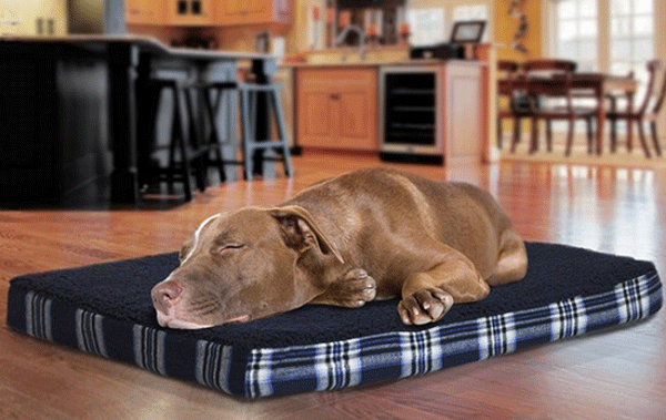 Dog-Bed-Online