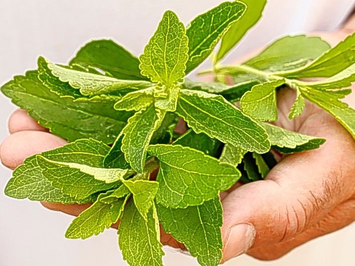Organic Stevia