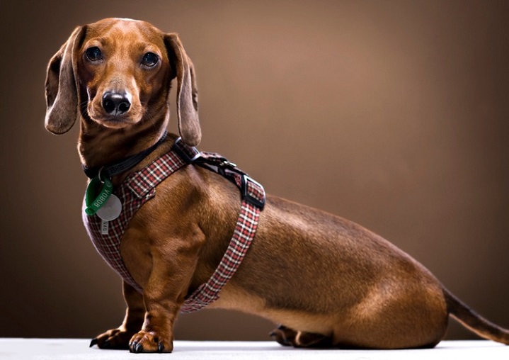 Dog With Harness