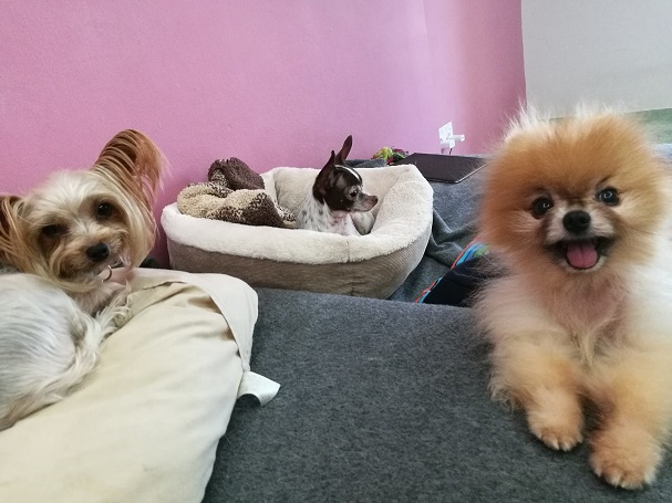 Pet Boarding Melbourne