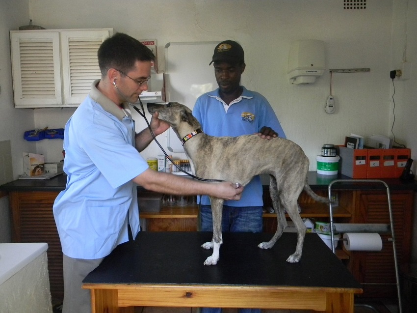Pet Travel Veterinary