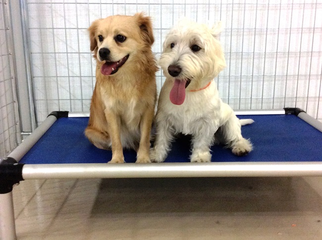 pet boarding services