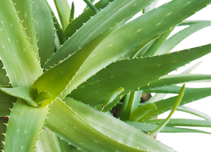aloe vera plant