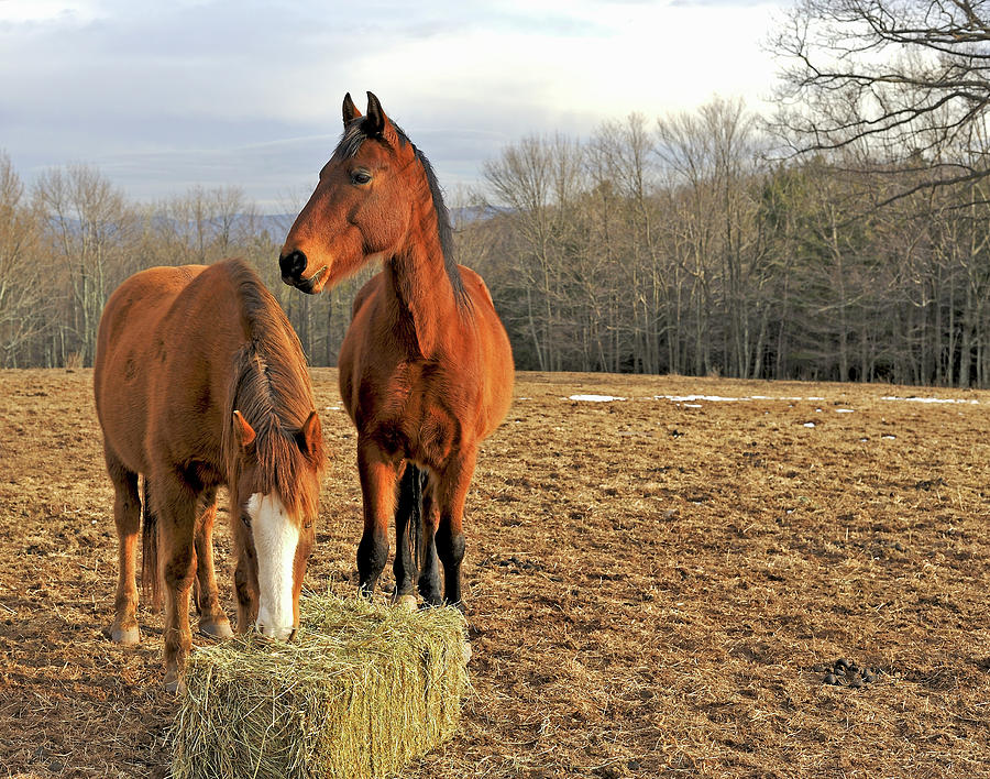 horses-eating-hay-in-country-field-in-driendl-group
