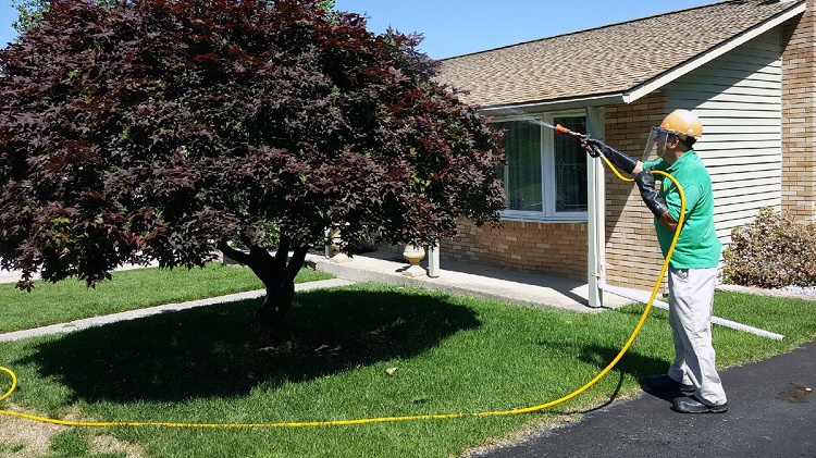 tree disease control