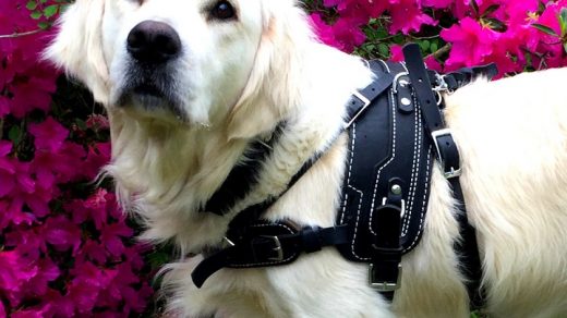 dog harrnes australia