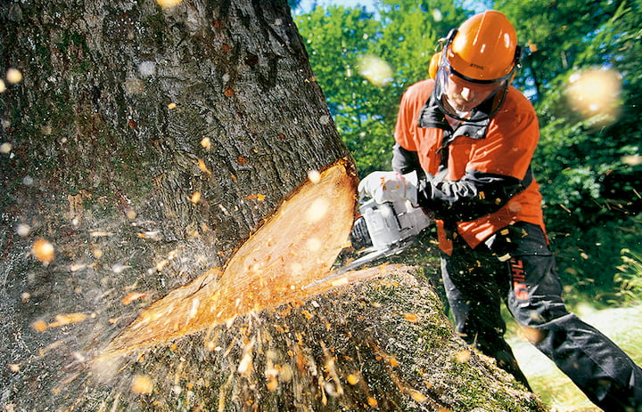 tree and stump removal service
