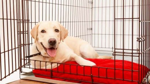 dog laying inside his cage