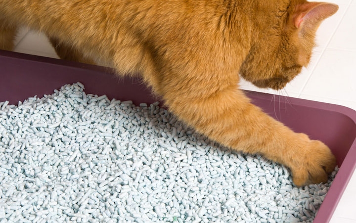 cat litter
