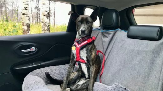 Safe Travels: The Top Benefits of Dog Car Harnesses for Your Furry Co-Pilot