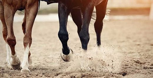 Healthy horse joints