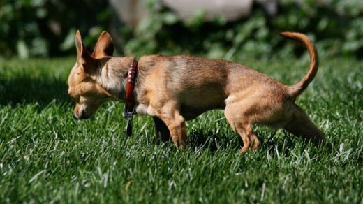 Potty Training Your Puppy