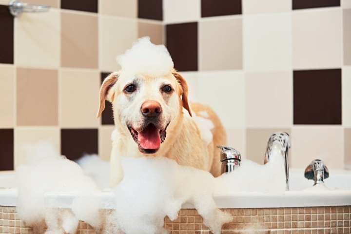 dog having a bath
